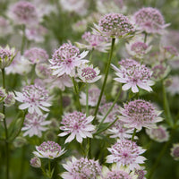 Astrantia major Buckland - Große Sterndolde Buckland - Blühende Stauden