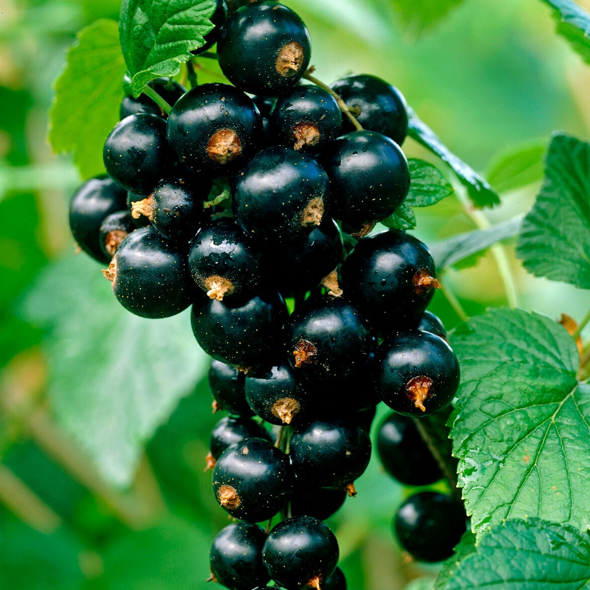 Schwarze Johannisbeere Titania - Ribes nigrum 'titania' - Obst