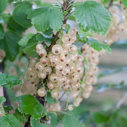 Weiße Johannisbeere Witte Hollander - Ribes rubrum 'witte hollander' - Gemüsegarten