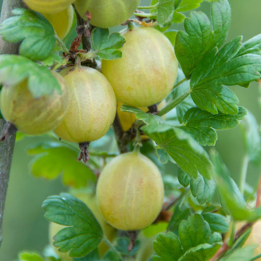 Stachelbeere Hinnonmäki Grün - Ribes uva-crispa 'hinnonmäki grün' - Obst