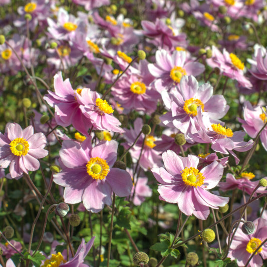 Herbst-Anemone Serenade - Bakker