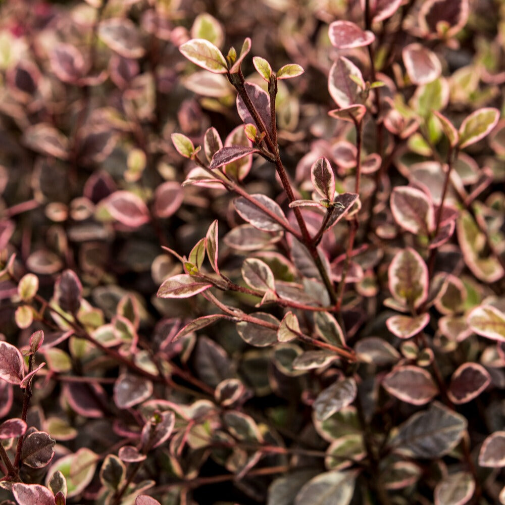 Lophomyrtus - Lophomyrtus x ralphii 'little star' - Terrasse balkon