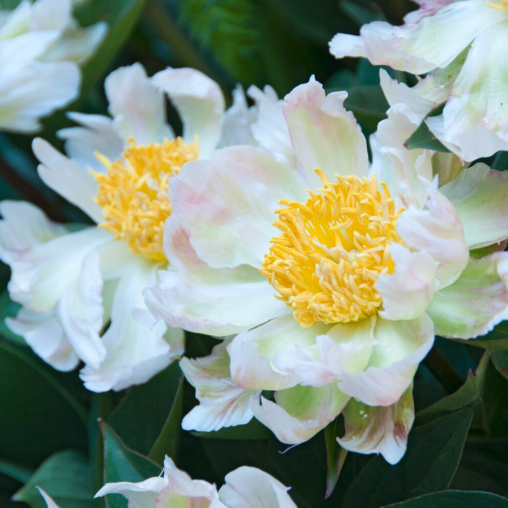 Pfingstrose Green Lotus - Paeonia lactiflora 'green lotus' - Stauden