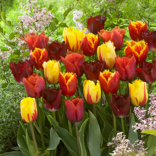 Gefranste Tulpen Mischung (x20)