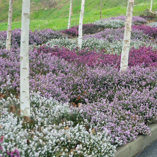 Winterheiden Mischung (rot + rosa + weiß) (x6) - Bakker