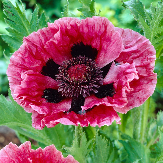 Orientalischer Mohn Manhattan (x3) - Bakker
