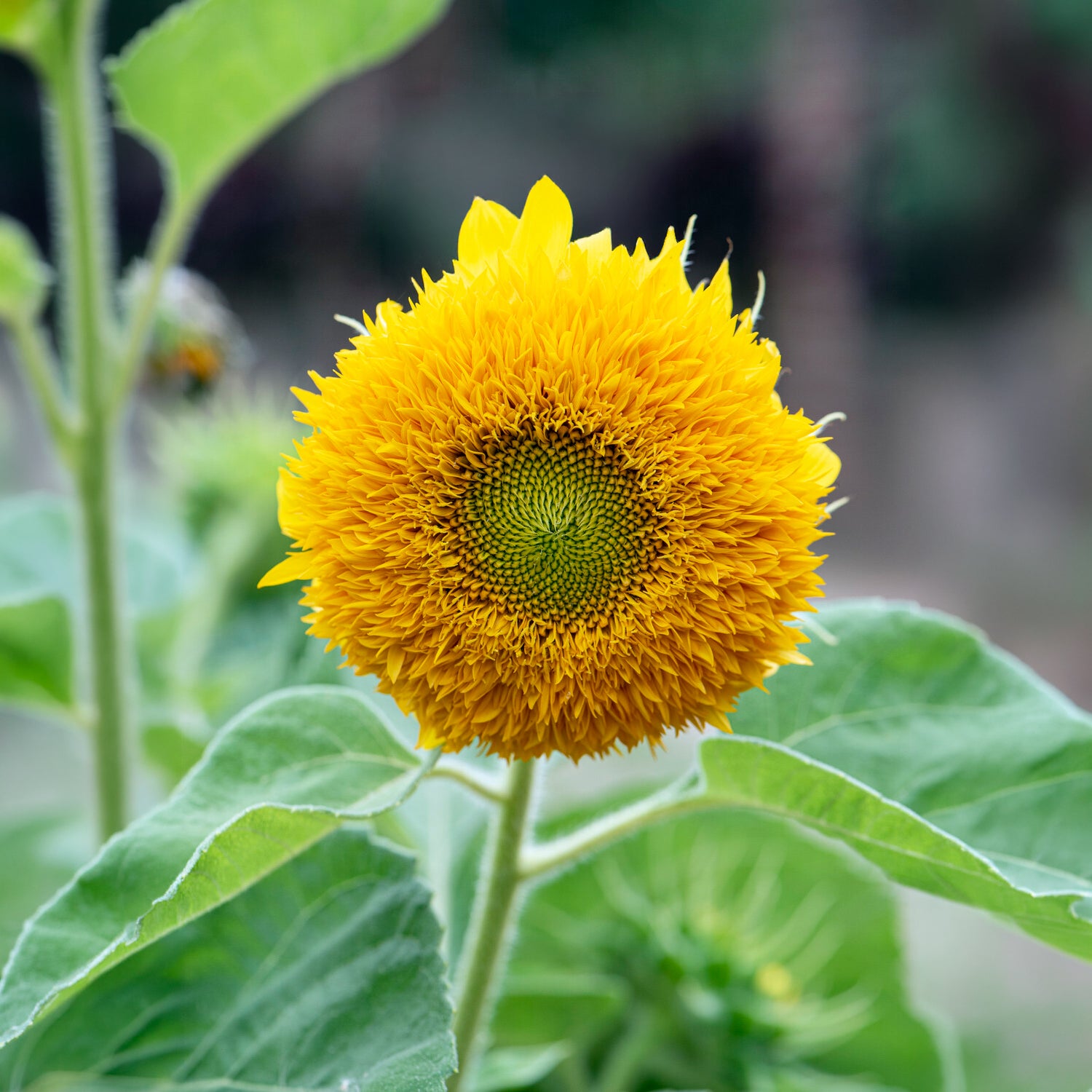 Saatgut Sonnenblume Teddy Bear - Helianthus annuus teddy bear