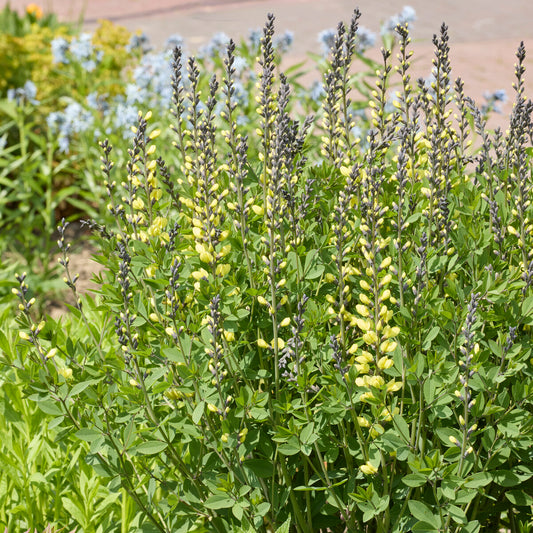 Färberhülse Decadence Vanilla Cream - Bakker