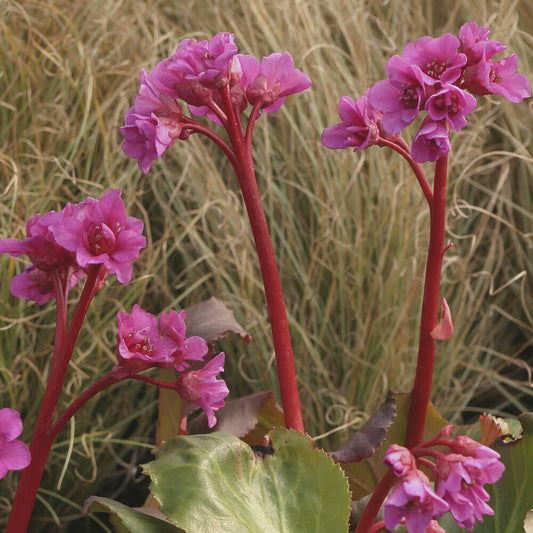 Bergenia Abendglut Pflanze der Schankwirte Abendglut - Bakker