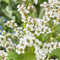Bergenia Bressingham White - Bergenia Bressingham White Safranpflanze Bressingham White - 