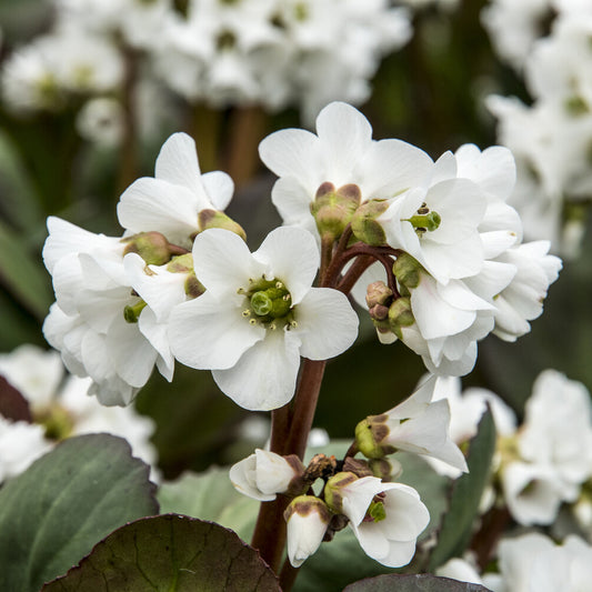 Bergenia Bressingham White Safranpflanze Bressingham White