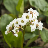 Bergenia Bressingham White Safranpflanze Bressingham White - Bergenia Bressingham White - Bakker