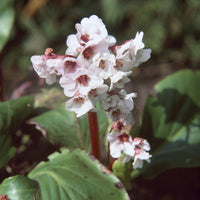 Stauden - Bergenie Silberlicht Schusterpflanze Silberlicht - Bergenia Silberlicht