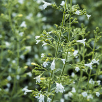 Calament nepeta White Cloud - Calamintha nepeta White Cloud - Bakker