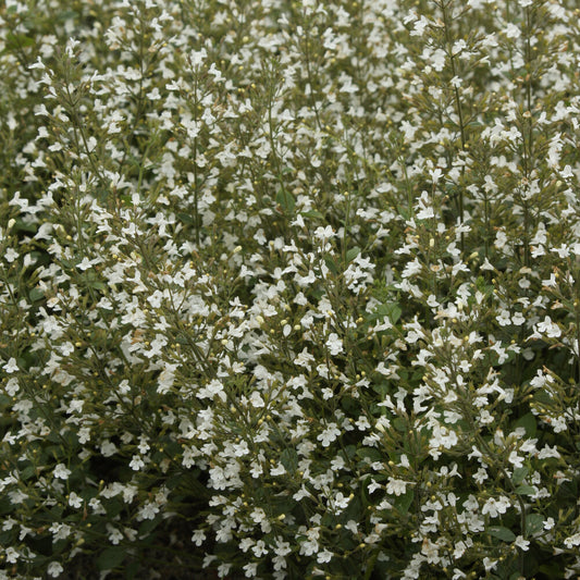 Calament nepeta White Cloud