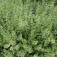 Calamintha nepeta White Cloud - Calament nepeta White Cloud - Stauden
