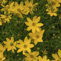 Coreopsis verticillata Zagreb - Netzblatt Schönauge 'Zagreb' - Blühende Stauden