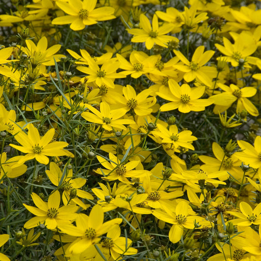 Vertikal Coreopsis Nadelblättrige Coreopsis Zagreb (x3)