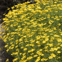 Netzblatt Schönauge 'Zagreb' - Coreopsis verticillata Zagreb - Bakker