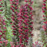 Prunkwinde Red Feathers - Echium amoenum Red Feathers - Bakker