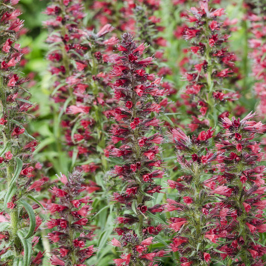 Prunkwinde Red Feathers