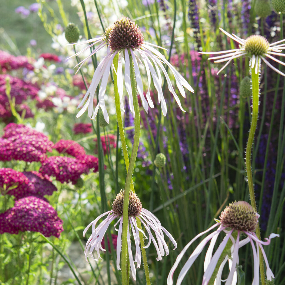 Echinacea pallida Hula Dancer - Blasser Sonnenhut Hula Dancer - Blühende Stauden
