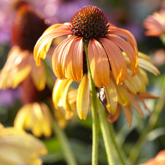 Rudbeckia Tangerine Dream Echinacea purpurea