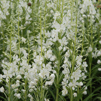 Stauden - Weißes Ähren-Weidenröschen - Epilobium angustifolium Album