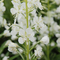 Epilobium angustifolium Album - Weißes Ähren-Weidenröschen - Stauden