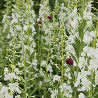 Weißes Ähren-Weidenröschen - Epilobium angustifolium Album - Bakker
