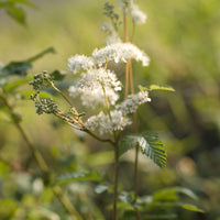 Filipendula ulmaria - Filipendulas ulmaria Wiesenkönigin (x3) - Blühende Stauden