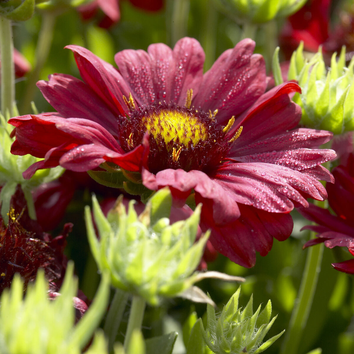 Großblumige Kokardenblume 'Burgunder' - Gaillardia Burgunder - Bakker