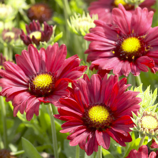 Burgunder Gaillardes Burgunder Gaillardes (x3)