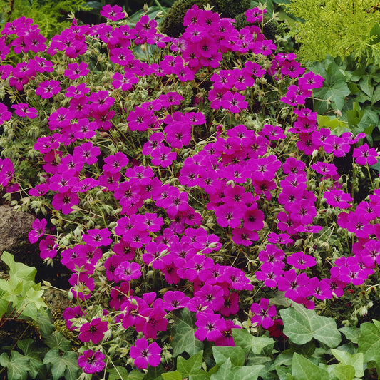 Mehrjährige aschblättrige Geranie Giuseppii - Bakker