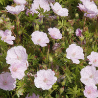 Blut-Storchschnabel Strié Lancastrense - Geranium sanguineum striatum - Bakker