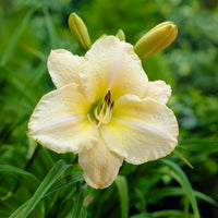Hemerocallis Artic Snow Lilie eines Tages - Bakker