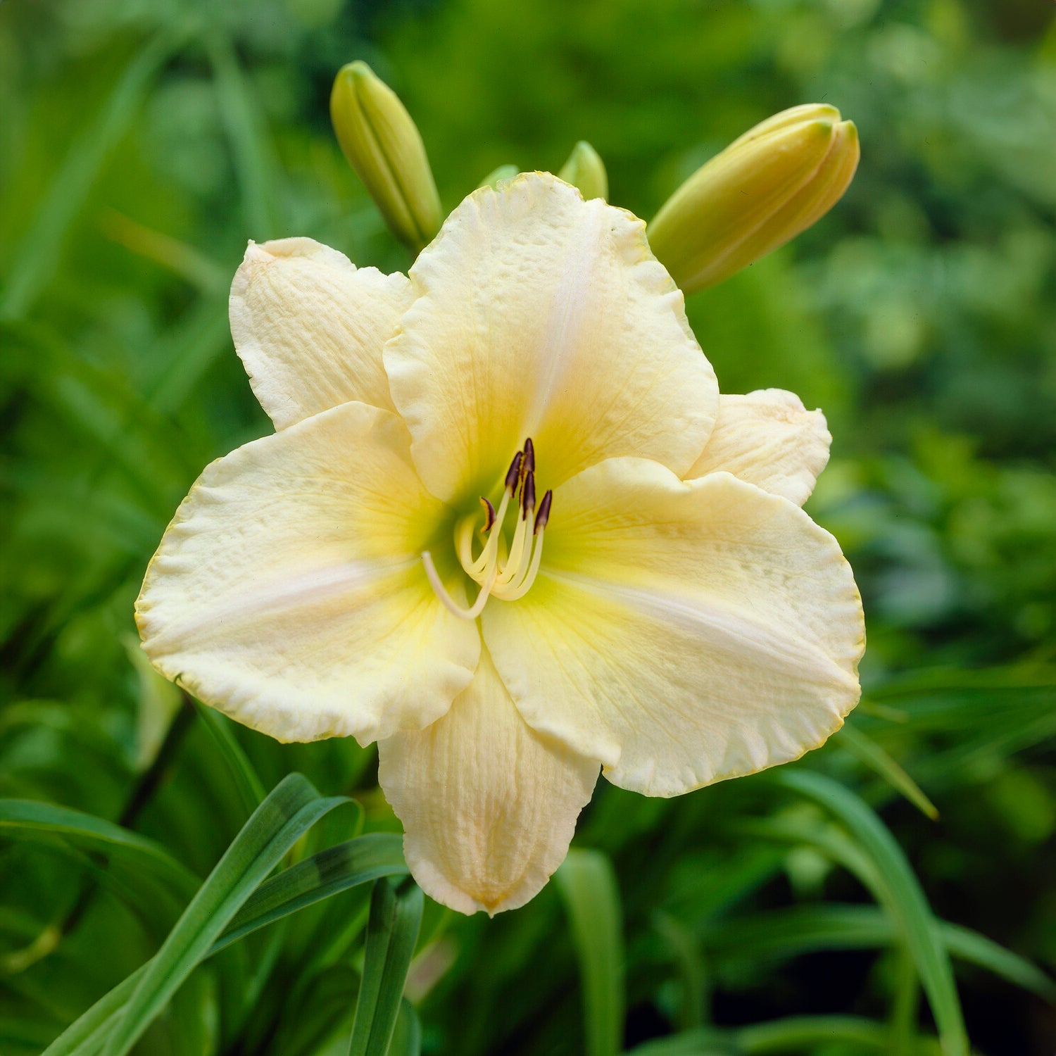 Hemerocallis Artic Snow Lilie eines Tages - Bakker