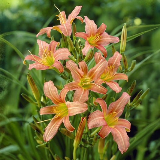 Hemerocallis Pink Charm Lilie eines Tages - Bakker