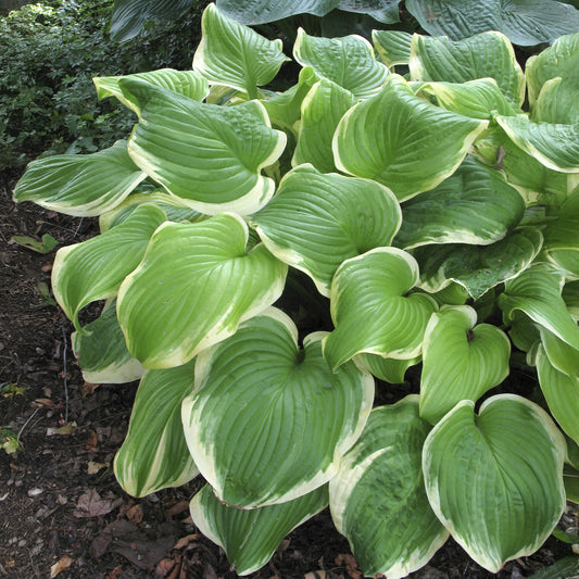 Hosta Fragrant Strauß Funkia - Bakker