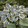 Hosta First Frost Funkia - Bakker