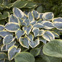 Hosta First Frost Funkia - Hosta first frost - Bakker