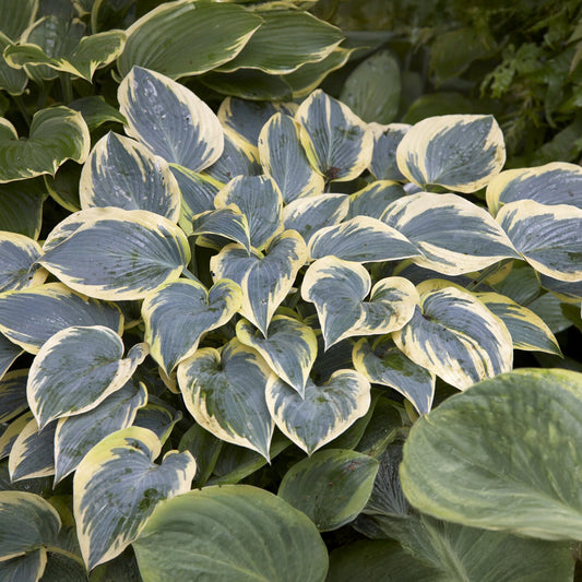 Hosta First Frost Funkia - Bakker