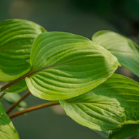 Rotstielige Funkie Purple Heart - Hosta Purple Heart - Bakker