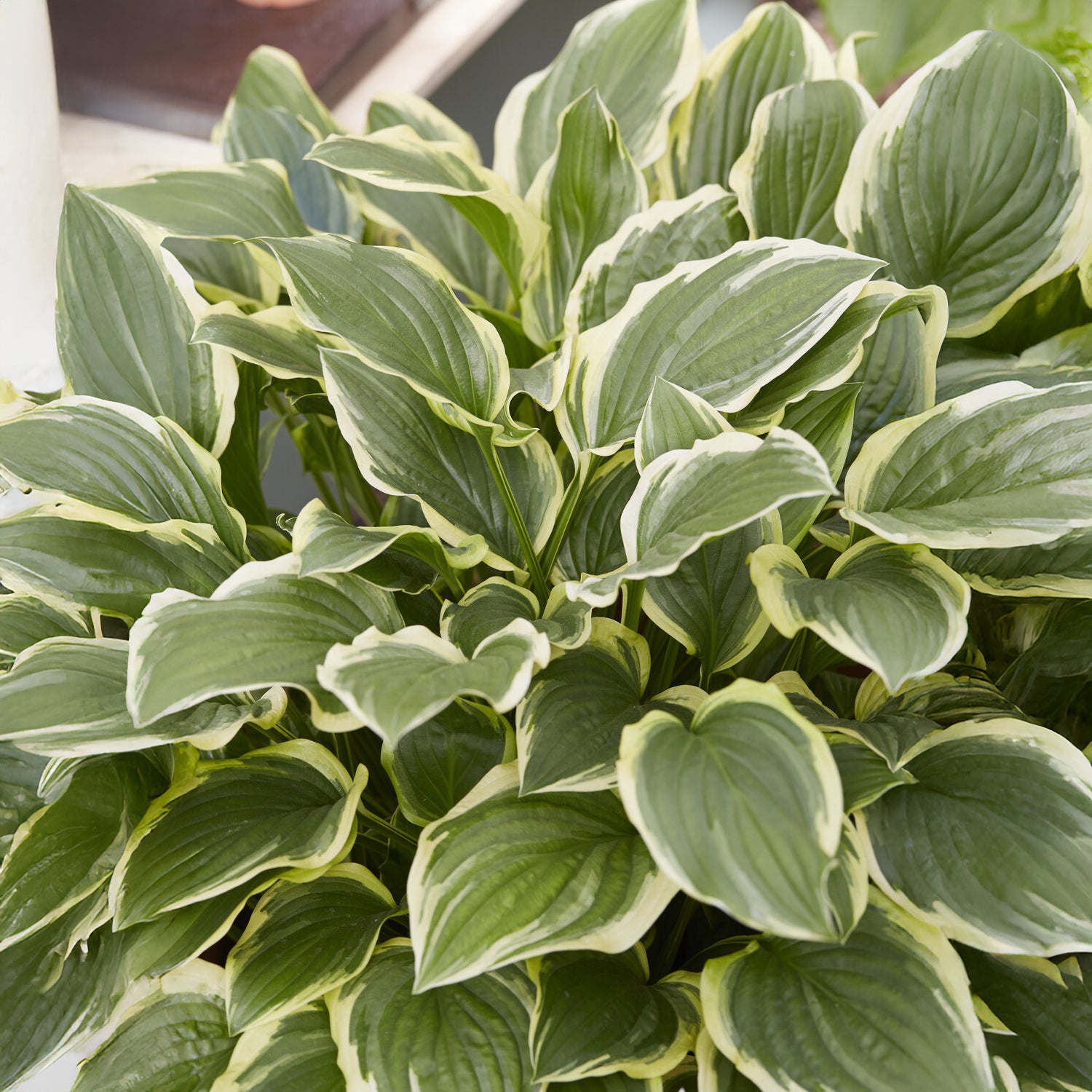 Hosta So Sweet Funkia - Bakker