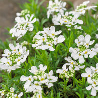 Iberis sempervirens weisser zwerg - Immergrüne Schleifenblume Weißer Zwerg - Schleifenblume