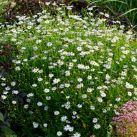 Kalimeris incisa Blue Star - Schönaster Blue Star - Scheinaster