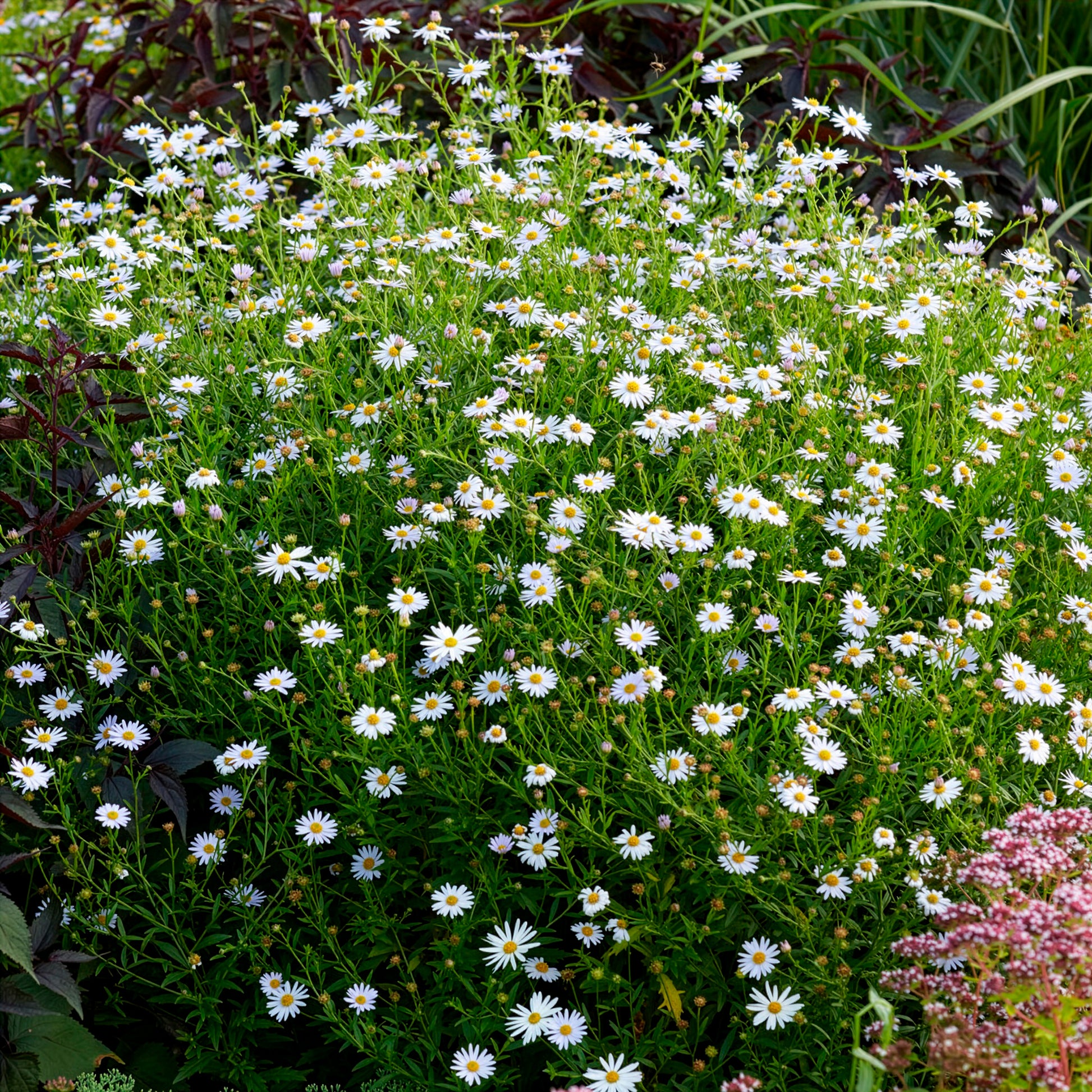 Kalimeris incisa Blue Star - Schönaster Blue Star - Scheinaster