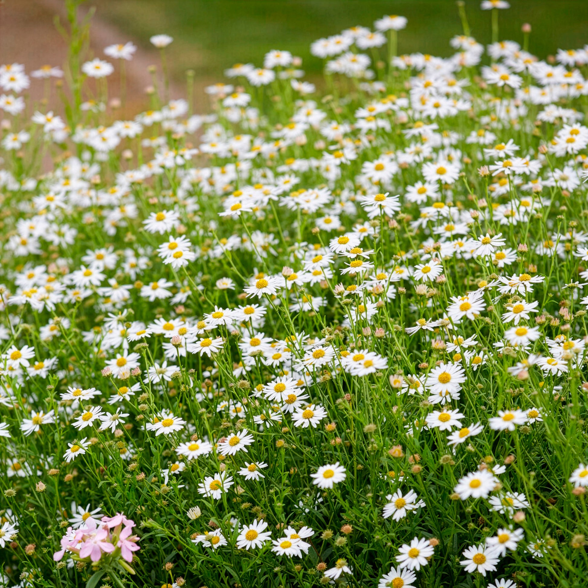 Schönaster Blue Star - Kalimeris incisa Blue Star - Bakker