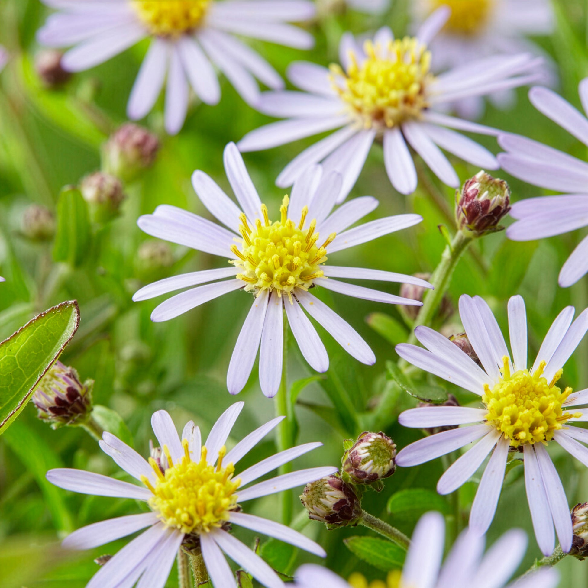 Schönaster Nana Blue - Kalimeris incisa nana blue - Bakker