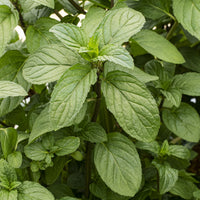 Mentha x piperita Chocolate - Schokoladen-Minze 'Chocolate' - Blühende Stauden